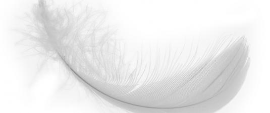 Feather 